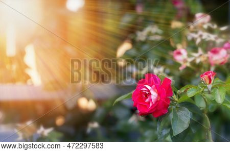 Graceful Shoots Bright Pink Roses With Buds And Fading Flowers Against Sunny Garden.