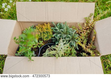 Box With Different Potted Plants Ready For Planting In Spring Garden. Evergreens Juniper, Cypress, A