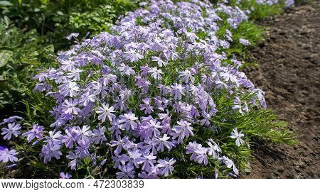 Phlox Subulate Or Creeping Moss Phlox Blue Small Flowers In The Garden Design.