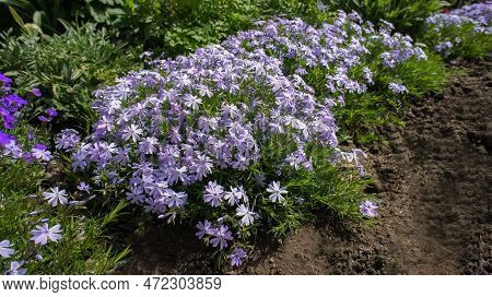 Phlox Subulate Or Creeping Moss Phlox Blue Small Flowers In The Garden Design.