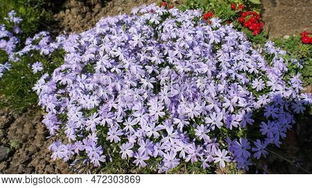 Phlox Subulate Or Creeping Moss Phlox Blue Small Flowers In The Garden Design.
