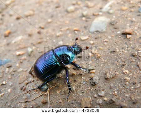 Dor beetle