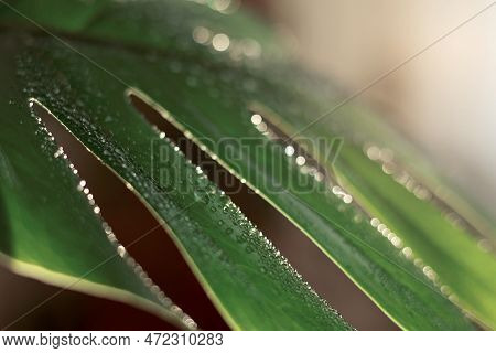 Close Up Of Water Drops On Fresh Monstera Minima Or Rhaphidophora Tetrasperma Houseplant Leaf Indoor