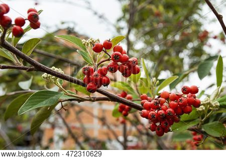 Pyracantha Fortuneana - Chinese Pyracanthus, Small Shrub, Recognizable By Its Deep Red, Very Decorat