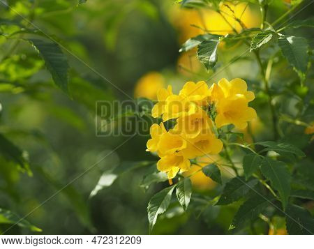 Yellow Elder, Magnoliophyta, Angiospermae Of Name Gold Yellow Color Trumpet Flower, Ellow Elder, Tru