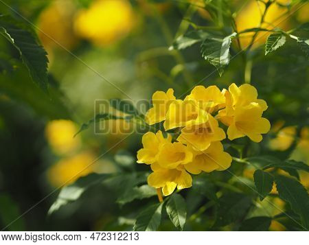 Yellow Elder, Magnoliophyta, Angiospermae Of Name Gold Yellow Color Trumpet Flower, Ellow Elder, Tru