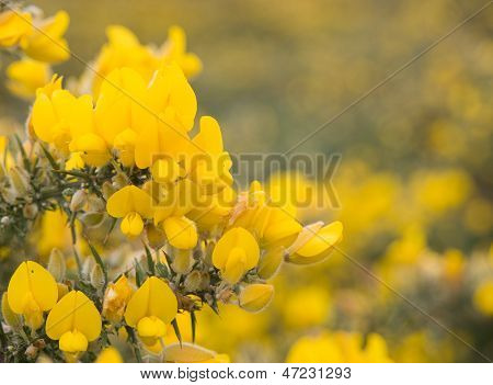 Blooming Gorse