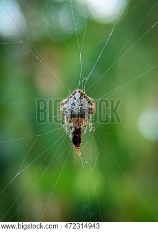 Tailed Orb-weaver Spider, Eriovixia Sp, Araneidae Family, Aranaea Order, With Its Prey.