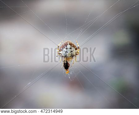 Tailed Orb-weaver Spider, Eriovixia Sp, Araneidae Family, Aranaea Order, With Its Prey.