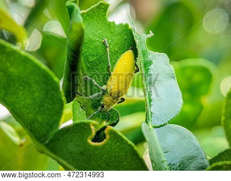 Yellow Weevil On A Green Leaf. Weevil, A Tiny Beetle That Does Enormous Damage To Growing Plants And