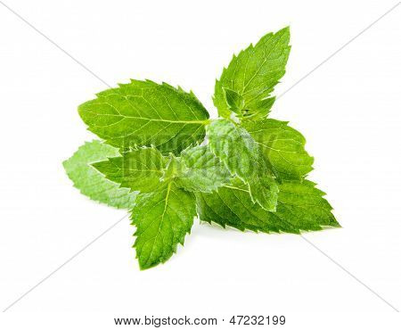Menta verde foglia su sfondo bianco