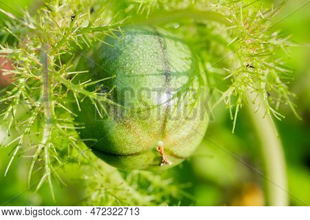 Macro Shot Of Green Rambusa Fruit. Rambusa Is Often Referred To As A Small Passion Fruit Or By The S