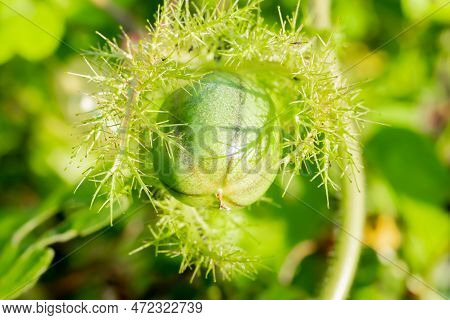Macro Shot Of Green Rambusa Fruit. Rambusa Is Often Referred To As A Small Passion Fruit Or By The S