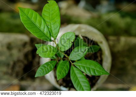 Longan Seeds Grow In A Special Plastic Form Before Being Moved To Be Planted, Plant Seeds