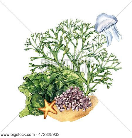 Composition Of Green Sea Plants Watercolor Illustration Isolated On White.