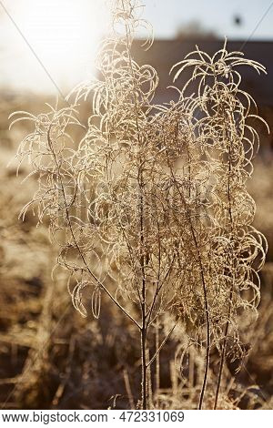 Dead Flowers With Frost In Backlight At Backen