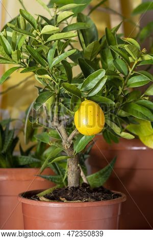 Limequat Floridana Citrus Lemon Tree In A Small Pot. This Is A Dwarf Citrus Tree That Produces Edibl