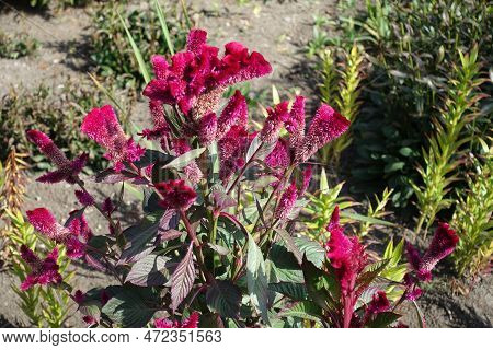 Mass Of Magenta Colored Flowers Of Celosia Argentea Var. Cristata In September