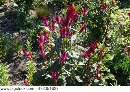 Multiple Magenta Colored Flowers Of Celosia Argentea Var. Cristata In Mid September