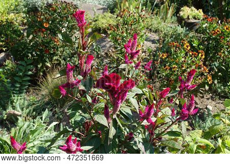 Multitude Of Magenta Colored Flowers Of Celosia Argentea Var. Cristata In Mid September