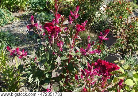 Multitude Of Magenta Colored Flowers Of Celosia Argentea Var. Cristata In September