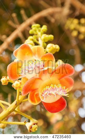 Shorea Robusta Or Cannonball Flower