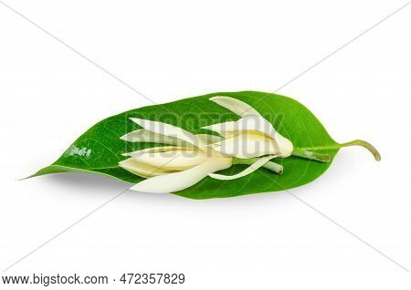 Champee Thai Flowers With Green Leaf Isolated On White Backgrounds