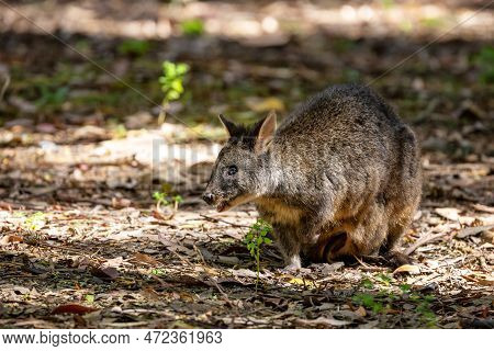 A Tasmanian Pademelon, Thylogale Billardierii, Also Known As The Rufous-bellied Or Red-bellied Padem