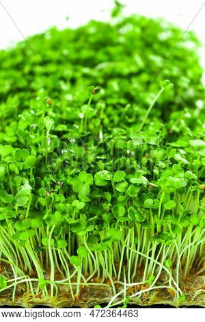 Green Young Sprouts Of Arugula Grown On A Linen Mat For Eating. White Background. Close Up.