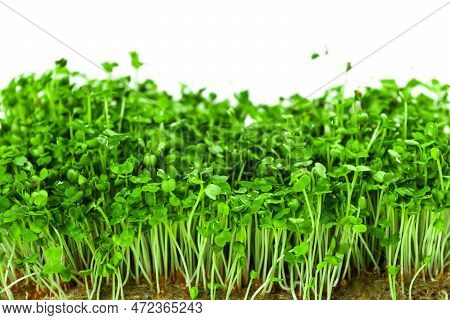 Green Young Sprouts Of Arugula Grown On A Linen Mat For Eating. White Background. Close Up.