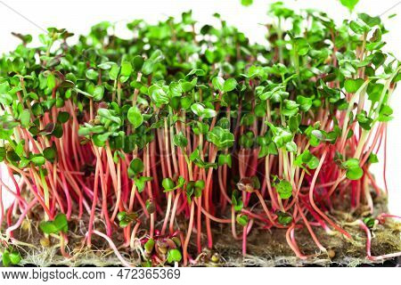 Young Shoots Microgreen Of Radish Coral Grown On A Linen Mat For Eating. Green Leaves And Red Stems