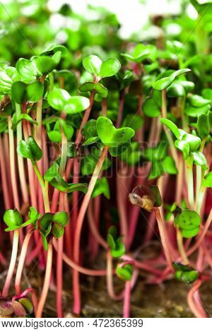 Young Shoots Microgreen Of Radish Coral Grown On A Linen Mat For Eating. Green Leaves And Red Stems 