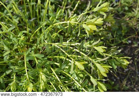 Cushion Spurge Yellow Flowers In The Garden