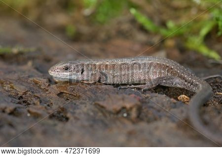 Closeup On An Adult European Live Bearing Lizard, Zootoca Vivipare, Sitting On Wood