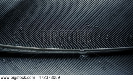 Closeup And Macro Shot Of A Feather Pattern With Rachis, Barbs And Water Drops.