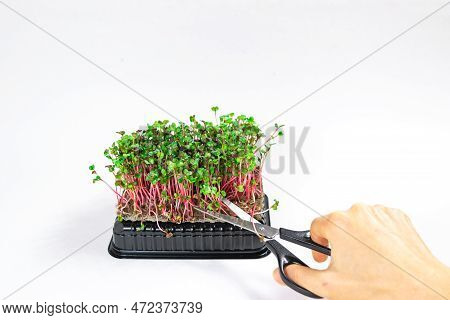 Young Shoots Microgreen Of Radish Coral Grown On A Linen Mat For Eating. Green Leaves And Red Stems 