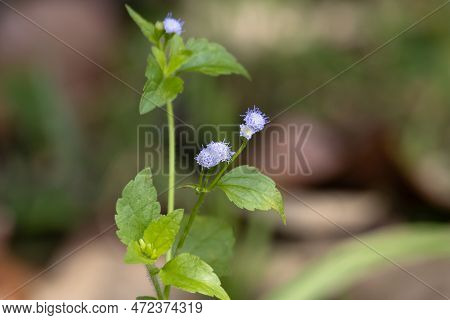 Flowers Of A Goatweed Plant, Ageratum Conyzoides