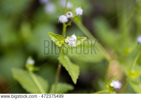 Flowers Of A Goatweed Plant, Ageratum Conyzoides