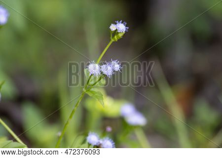 Flowers Of A Goatweed Plant, Ageratum Conyzoides