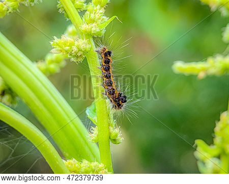 The Caterpillar That Is On The Stem Of The Green Vegetable Tree With Blurry Background.