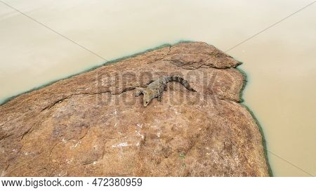 A Crocodile Basks In The Sun Lying On A Rock. Alligators In Their Natural Habitat. Sri Lanka. Panama