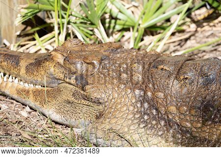 Adult Tomistoma Relaxing In The Afternoon Sun