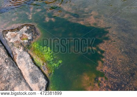 Spirogyra Freshwater Algae - Seaweed Freshwater In The River Stream Can Live In Clean Water, Green A