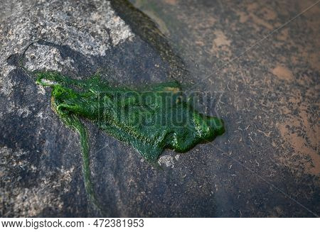 Spirogyra Freshwater Algae - Seaweed Freshwater In The River Stream Can Live In Clean Water, Green A