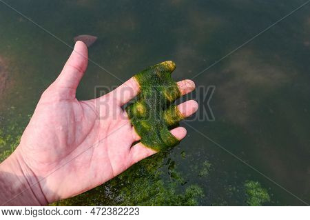 Spirogyra Freshwater Algae - Seaweed Freshwater In The River Stream Can Live In Clean Water, Green A