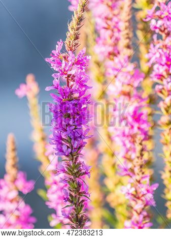 Summer Flowering Purple Loosestrife, Lythrum Tomentosum On A Green Blured Background.