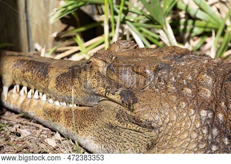 Adult Tomistoma Relaxing In The Afternoon Sun