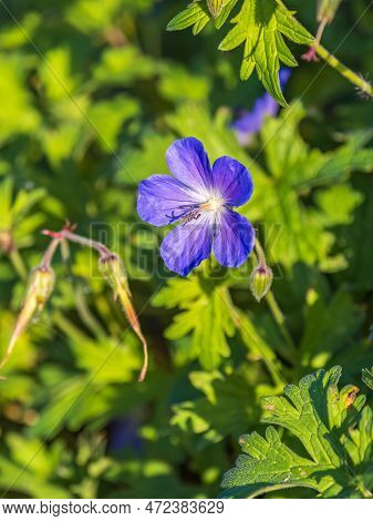 Blue And Purple Flowers Of Geranium Wallichianum. Summer Or Spring Flower Background.
