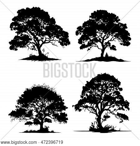 Set Of Big Trees Vector Silhouettes. Big Tree Silhouette Black Vector Isolated On White Background