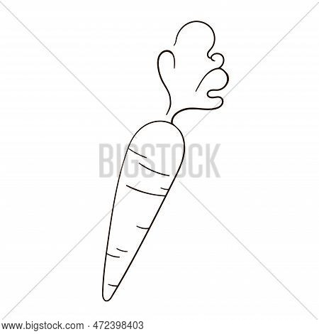 Carrot Linear Icon. Illustration Of Vector Carrot Icon In Line Art Isolated On White Background.